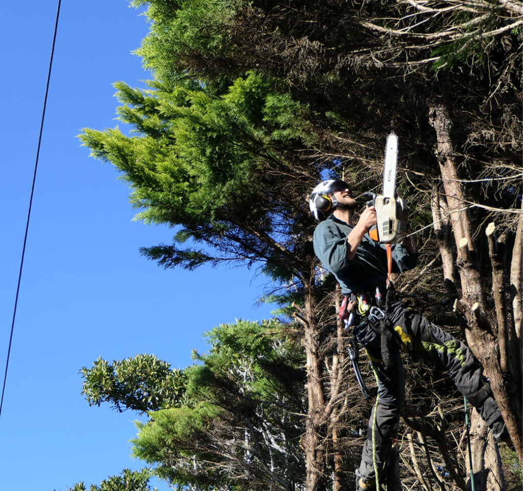 Tree-Services-Northern-Beaches-5