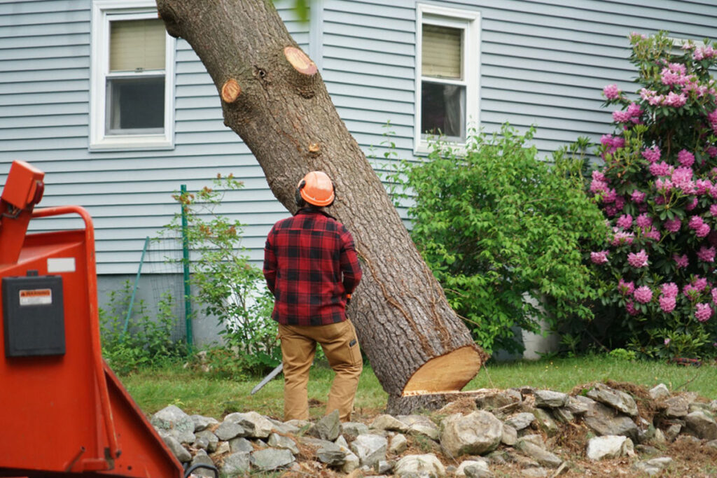 professional-tree-removal-lumber-jack-yelling-timber-as-tree-falls